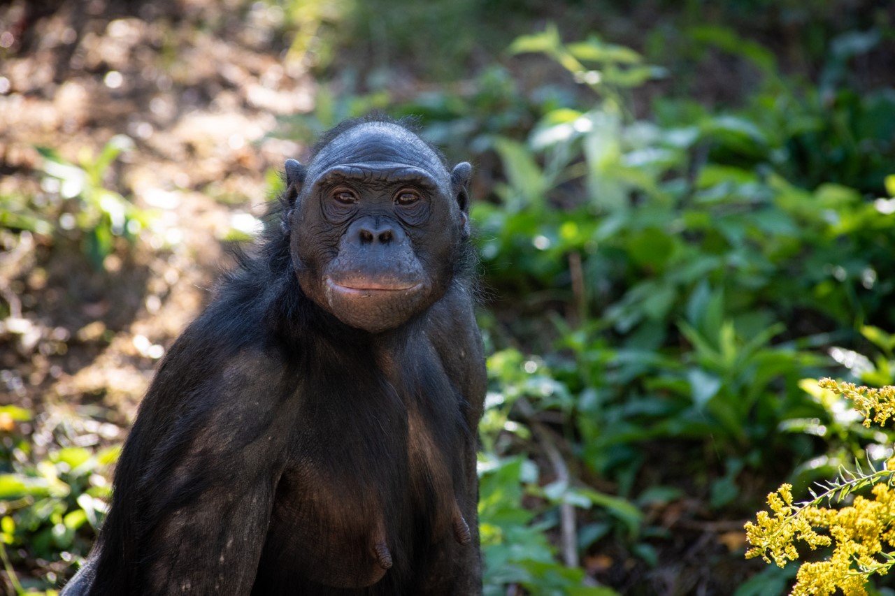 Bonobo Wall Mural Baby bonobo, Pan paniscus, 4 months old - PIXERS.US